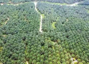 Misteri Kejanggalan Pencadangan Tanah Kebun Pramuka Jambi
