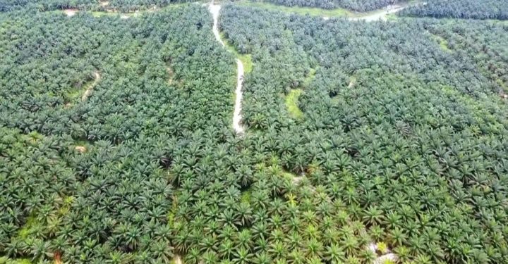 Misteri Kejanggalan Pencadangan Tanah Kebun Pramuka Jambi