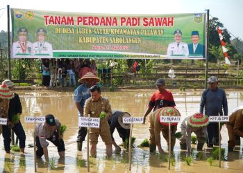 Gubernur Al Haris: Menanam Padi Aksi Nyata Perkuat Ketahanan Pangan