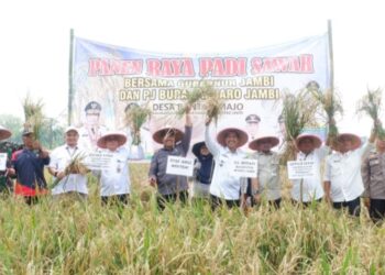 Panen Raya Padi Sawah di Payo Bento Desa Rantau Majo, Kecamatan Sekernan