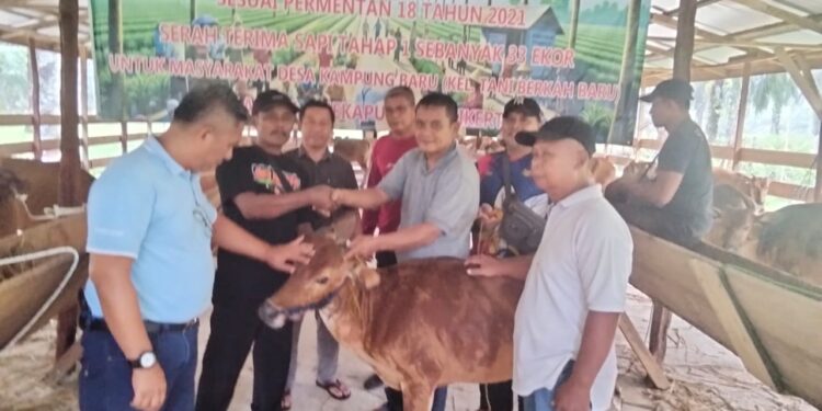 PT Anekapura Multi Kerta (AMK) Berikan Bantuan Ternak Sapi dan Bibit Kelapa Sawit di Desa Kampung Baru Kabupaten Tanjab Barat 
