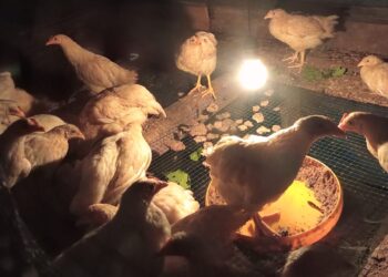 Tuai Polemik, Program Ketahanan Pangan Bantuan Bibit Ayam Pemdes Kasang Pudak Diduga di Korupsi
