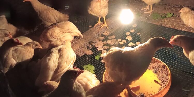 Tuai Polemik, Program Ketahanan Pangan Bantuan Bibit Ayam Pemdes Kasang Pudak Diduga di Korupsi