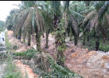 Longsornya jalan Akses Desa Petajen, ini Pernyataan  PTPN IV Batanghari
