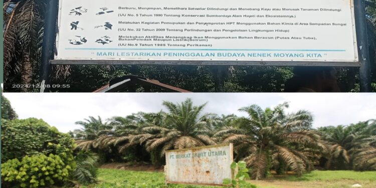 Operasional PT BSU disinyalir Illegal, Mentri LHK RI Cabut Izin Konsesi Sejak 2022