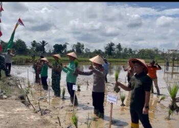 Dukung Ketahanan Pangan, Bupati Fadhil Serentak Tanam Padi ke Sawah