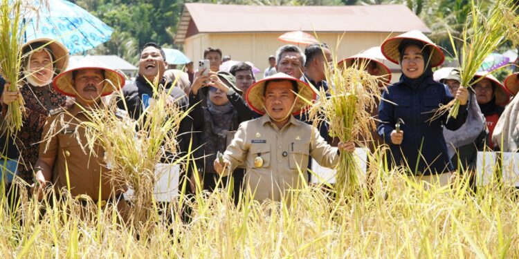 Gubernur Al Haris: Pemprov dan Pemkab Bersinergi Benahi Sistem Pertanian Agar Hasil Meningkat