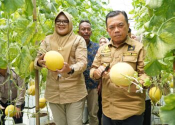 Turun ke Tanjabtim, Gubernur Al Haris Tinjau Jalan dan Panen Perdana Melon Premium