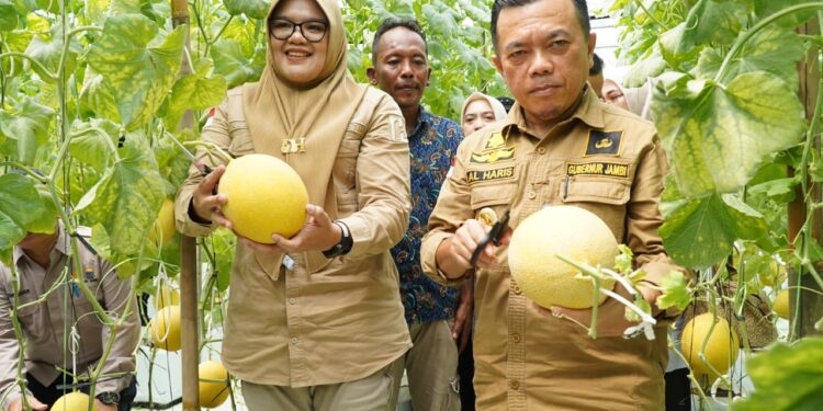 Turun ke Tanjabtim, Gubernur Al Haris Tinjau Jalan dan Panen Perdana Melon Premium