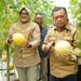 Turun ke Tanjabtim, Gubernur Al Haris Tinjau Jalan dan Panen Perdana Melon Premium