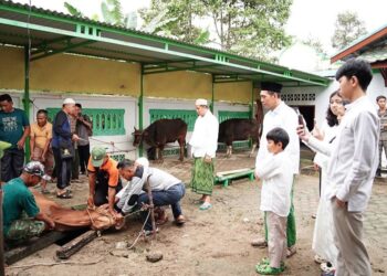 Bupati Fadhil Arif Serahkan Se-Ekor Sapi Qurban ke Masjid Jami’ Baiturrahim Pasar Terusan