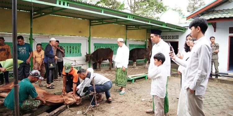 Bupati Fadhil Arif Serahkan Se-Ekor Sapi Qurban ke Masjid Jami’ Baiturrahim Pasar Terusan
