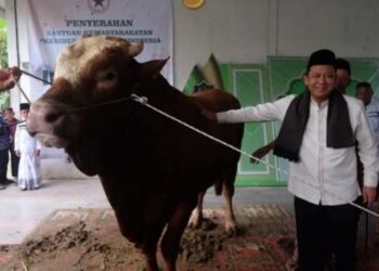 Bupati BBS Serahkan Sapi Kurban Bantuan Presiden Prabowo di Kumpeh Ulu