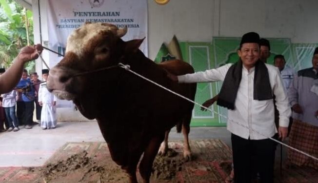 Bupati BBS Serahkan Sapi Kurban Bantuan Presiden Prabowo di Kumpeh Ulu