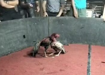 Marak Judi Sabung Ayam di Tanjab Timur Tak Tersentuh Hukum, Warga Bertanya: Siapa yang Membekingi?