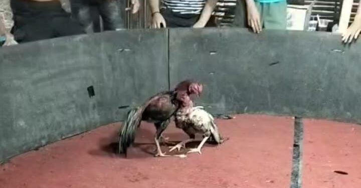 Marak Judi Sabung Ayam di Tanjab Timur Tak Tersentuh Hukum, Warga Bertanya: Siapa yang Membekingi?