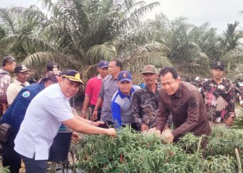 Wujudkan Ketahanan Pangan, Bupati BBS Ikuti Panen Cabe di Sungai Gelam 