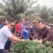 Wujudkan Ketahanan Pangan, Bupati BBS Ikuti Panen Cabe di Sungai GelamÂ