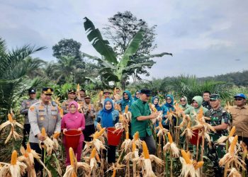 Komitmen Dukung Ketahanan Pangan, Bupati Sarolangun, Kapolres, Dandim Panen Raya Jagung