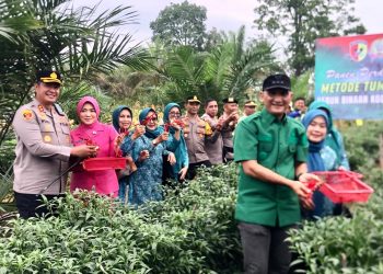 Bupati Hurmin Bersama Forkopimda Panen Perdana Cabe Merah dan Jagung Di Desa Rantau Tenang