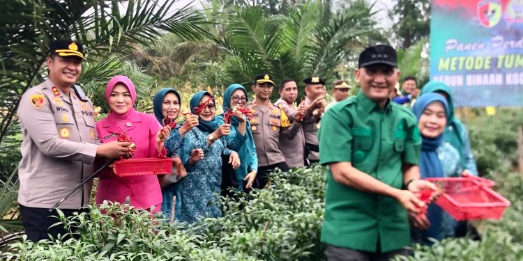 Bupati Hurmin Bersama Forkopimda Panen Perdana Cabe Merah dan Jagung Di Desa Rantau Tenang