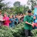 Bupati Hurmin Bersama Forkopimda Panen Perdana Cabe Merah dan Jagung Di Desa Rantau Tenang