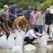 Gubernur Al Haris Tinjau Bendungan PLTA Danau Kerinci, Lepas 10.000 Benih Ikan dan Apresiasi Kemandirian SMK-SPP Negeri 3 Kerinci