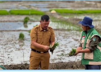 Bupati Monadi Pimpin Tanam Padi Perdana di Pendung Talang Genting, Upaya Bangkitkan Lahan Terbengkalai