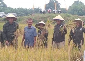 Target Swasembada Pangan, Pemkab Batang Hari Perluas Lahan Sawah