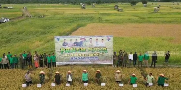 Dukung Ketahanan Pangan, Desa Pasar Terusan Tanam Padi Dua Kali Setahun