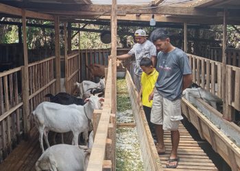 Potensi Susu Kambing Saanen di Wonosobo, Dari 7 Ekor Kini Hasilkan Puluhan Liter Tiap Hari