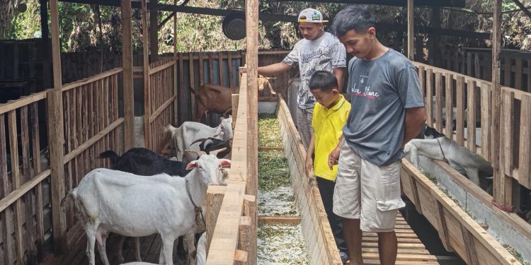 Potensi Susu Kambing Saanen di Wonosobo, Dari 7 Ekor Kini Hasilkan Puluhan Liter Tiap Hari
