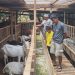 Potensi Susu Kambing Saanen di Wonosobo, Dari 7 Ekor Kini Hasilkan Puluhan Liter Tiap Hari