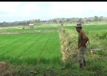 Pemkab Batang Hari Targetkan 8000 Hektare Cetak Sawah
