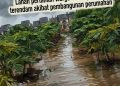 Lahan Pertanian Warga Kasang Pudak Terendam Banjir Akibat Pembangunan Perumahan Mandiri Asri 2, Kuasa Hukum Layangkan  Somasi