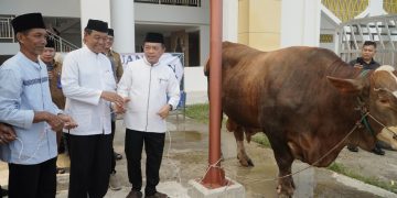 Gubernur Al Haris Serahkan Sapi Kurban Presiden Prabowo Seberat 930 Kilogram di Jambi