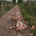 Viral Foto Jalan Rusak Disebut Hoaks, Warga Rantau Rasau Ungkap Fakta Sebenarnya: Kami Patungan Beli Batu