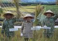 Gubernur Al Haris Hadiri Panen Raya TNI di Desa Kota Baru Geragai, Dukung Ketahanan Pangan